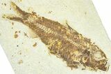 Detailed Fossil Fish (Knightia) - Wyoming #367437-1